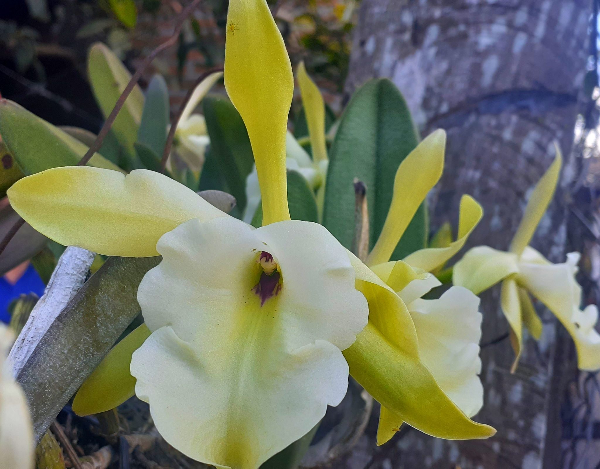 Rhyncholaelia glauca